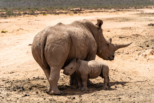 Une mère Rhino blanche avec son bébé dans une réserve privée
 - Photo, image