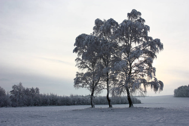 Three birches in the field and all round them is covered by fresh fluffy snow. - Fotografie, Obrázek