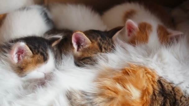 Kleine katjes zuigen een tit borst op de moeder kat. Borstvoeding kittens. Katjes eten moeders melk. Schattige kat familie. - Video