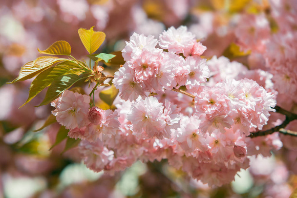 Κερασιά στην άνθιση. Sakura λουλούδια. Κεράσι ανθίσει. Sakura Ιαπωνικά ανοιξιάτικα λουλούδια. Ροζ λουλούδια της κερασιάς - Φωτογραφία, εικόνα