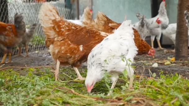 Τα κοτόπουλα τρώνε πράσινο γρασίδι. Αργή κίνηση - Πλάνα, βίντεο