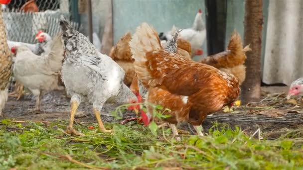 schöne Hühner fressen Gras auf dem Hof. Hof. Zeitlupe - Filmmaterial, Video