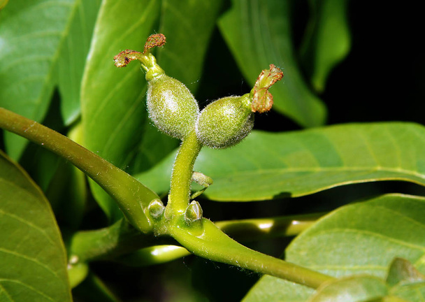 Ovary or young fruits of walnut in the spring - Photo, Image