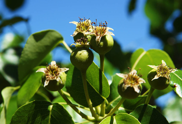 Eierstok- of jonge vruchten voor pear in de sprin - Foto, afbeelding