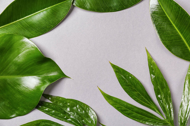 Frame made of green tropical leaves on grey background - Photo, Image