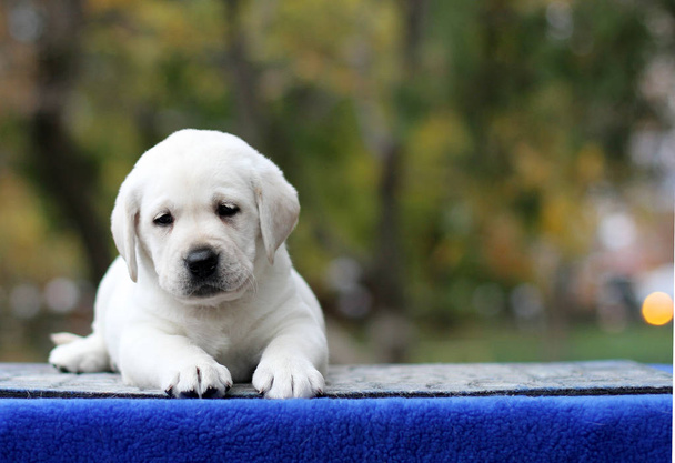 милый маленький желтый щенок лабрадор сидит на синем фоне - Фото, изображение