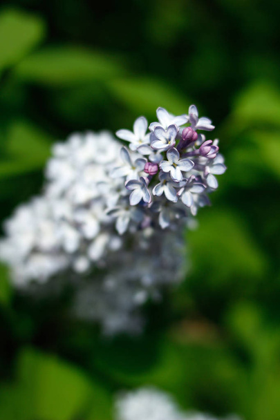 fialovými květy zblízka na zeleném pozadí - Fotografie, Obrázek