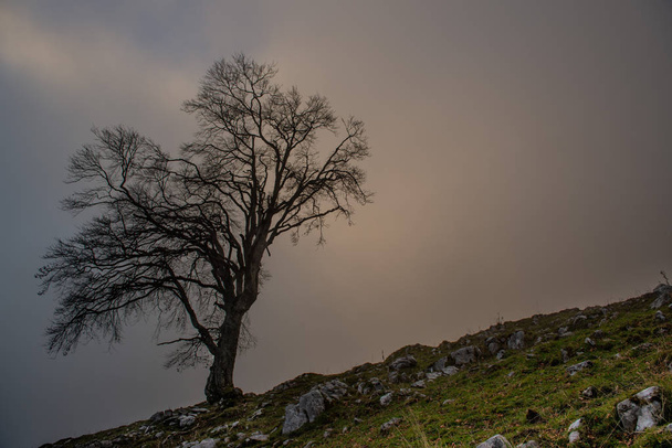 prastarych drzew zanurzone we mgle - Zdjęcie, obraz