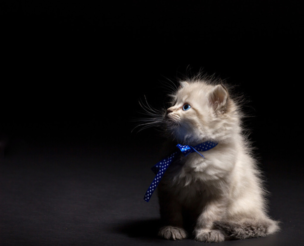 пухнастий кошеня з яскравими очима
 - Фото, зображення