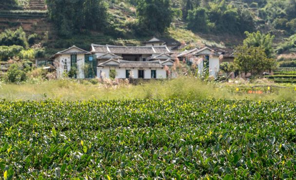 Tea bushes outside Tulou at Huaan Unesco World Heritage site - Photo, Image