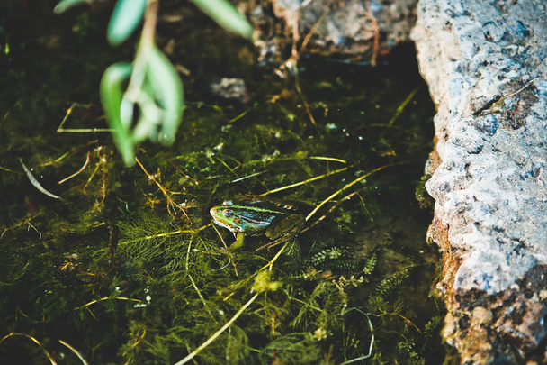 frog animals freshwater habitat algae green biology life - Foto, Bild
