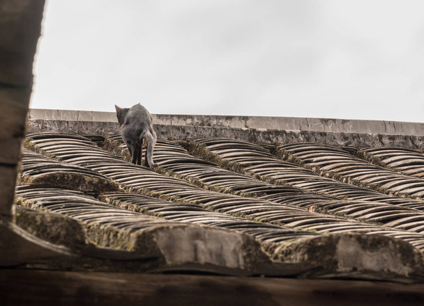 深圳万事達ユネスコ世界遺産土楼の屋根の上にうんち猫 - 写真・画像