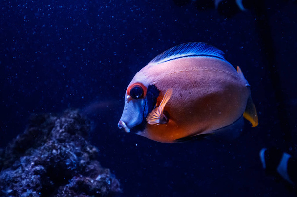macro fish acanthurus pyroferus close up - Zdjęcie, obraz