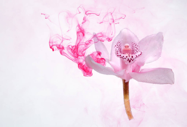 Biała orchidea wewnątrz wody, na białym tle whith różowy farby. Stylu przypominającym akwarele i abstrakcyjny obraz Biała orchidea. - Zdjęcie, obraz