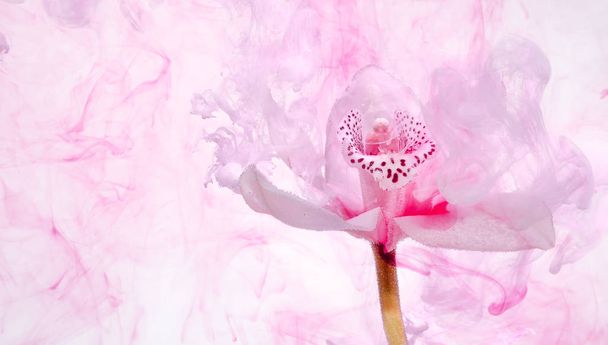 White orchid inside the water on a white background whith pink paints. Watercolor style and abstract image of white orchid. - Foto, Imagen