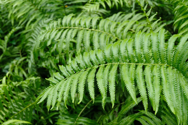 groene bladeren close-up achtergrond - Foto, afbeelding