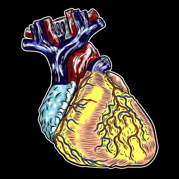 Human anatomy heart. Black and color engraving isolated on background. Cartoonish flash tattoo design Vector.  - Vector, Image
