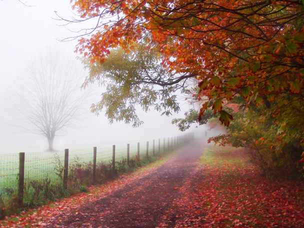 Misty Autumn Morning Trees - Photo, Image