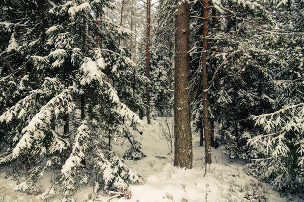 Beautiful snowy winter coniferous forest. spruce branches under the snow - Zdjęcie, obraz