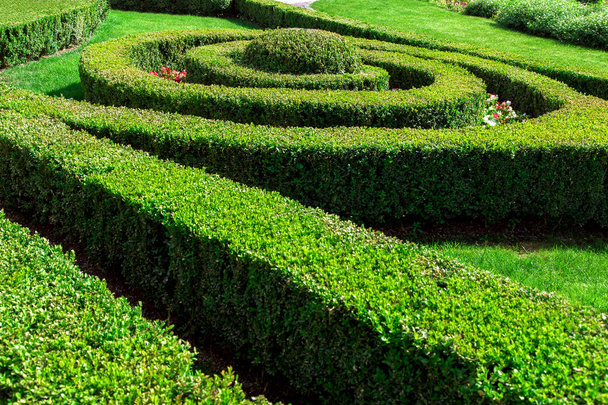 hedger molded and planted in a row and in circles, green leafy bushes landscaping garden. - Photo, image