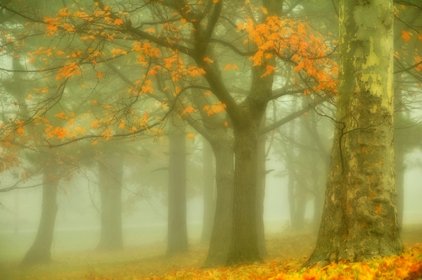 mglisty poranek jesienią drzew - Zdjęcie, obraz