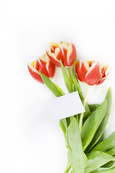 Bouquet di tulipano
 - Foto, immagini