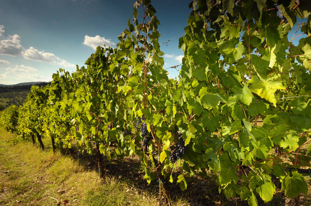 Зеленые виноградники с синим облачным небом возле Понтасьева (Флоренция). Кьянти в Италии
. - Фото, изображение