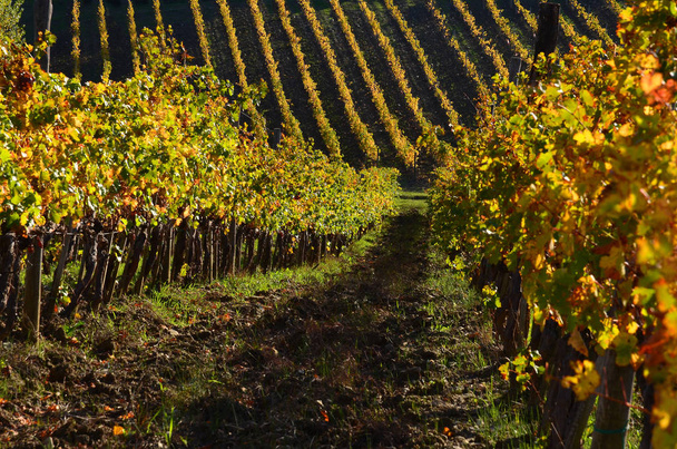 Zielonych winnic w regionie Chianti, Toskania o zachodzie słońca. Włochy - Zdjęcie, obraz