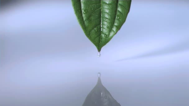 Drop on a leaf in super slow motion - Filmati, video