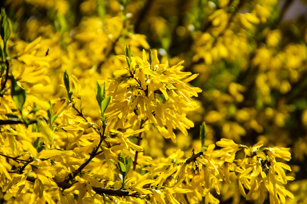 Detail of yellow forsythia bush - Фото, изображение