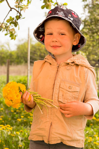 bouquet of dandelions in childrens hands. hands holding a dandelion flowers bouquet in meadow. Selective focus. - Photo, image