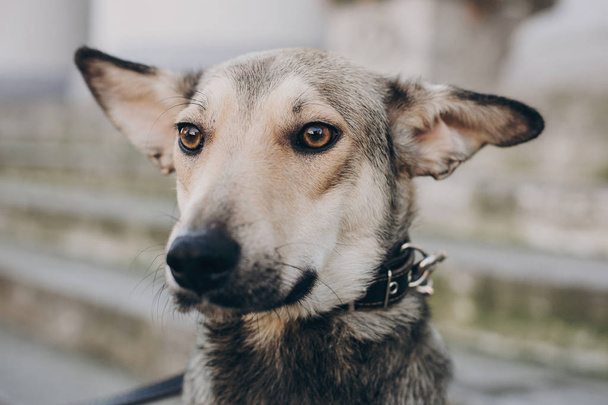 Aranyos szürke kutya városban utcai portréja. Ijedt kóbor kutya a szomorú szemmel és érzelmek séta város utca, látszó részére haza. Koncepció elfogadása. - Fotó, kép