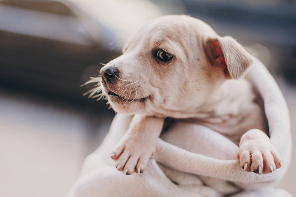 Cute little staff terrier puppy in cozy warm blanket in autumn park. Hand holding scared homeless beige puppy in city street. Adoption concept. Dog shelter. - Photo, Image