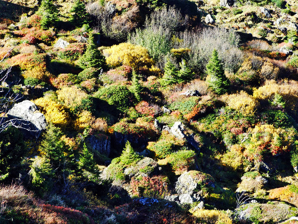 Fall colors on the Churfirsten mountain range, above Lake Walensee - Photo, Image