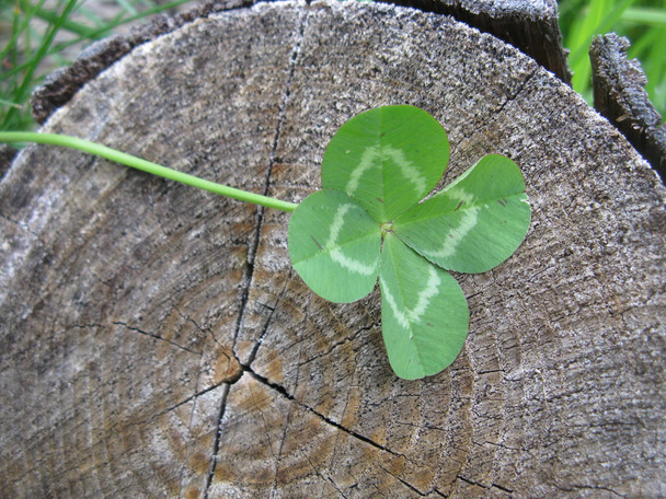 Four-leaf clover flower brings good luck - Photo, Image