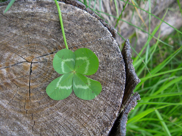Four-leaf clover flower brings good luck - Photo, Image