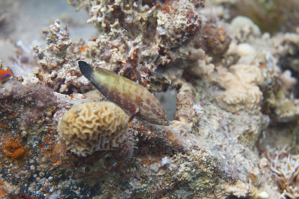 На коралловом рифе в Красном море у побережья египетского города Дахаб обнаружен полупятнистый хвост
 - Фото, изображение