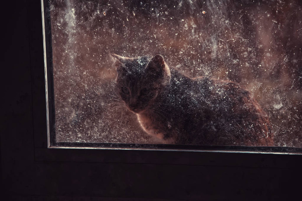 Кішки, покинуті на вулиці, зловживання тваринами, самотність
 - Фото, зображення