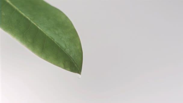 Drop falling in super slow motion of a leaf - Video, Çekim