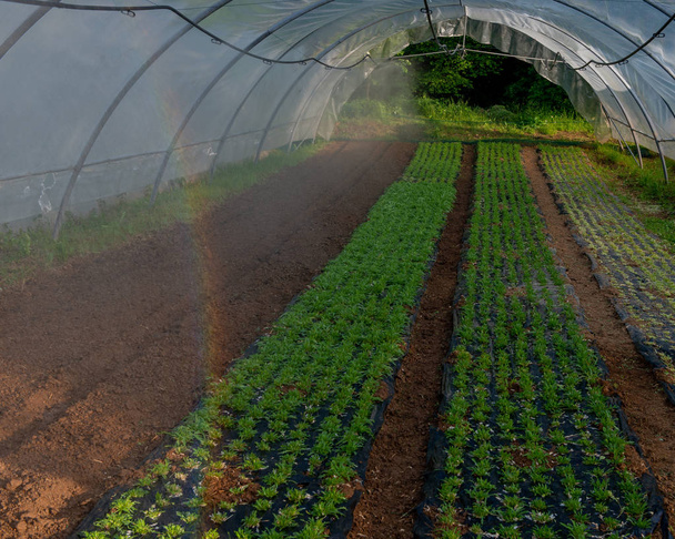 温室野菜の栽培 - 写真・画像