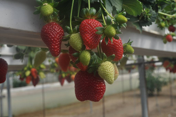 Nádherné jahodové ve skleníku - Fotografie, Obrázek