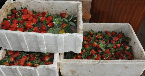 The beautiful strawberry in Greenhouse - Photo, Image
