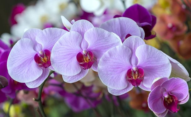 Phalaenopsis orchideák virágzik tavasszal díszítik a természet szépségét.  - Fotó, kép