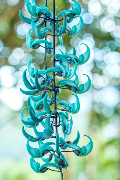 Strongylodon macrobotrys/ Jade Vine bloom as beautiful tiger nails in the garden. They come from the Philippines, which are vase-shaped flowers for decoration on the porch - Photo, Image