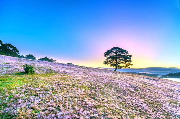Магічні сніг трава Хілл і соснових дерев світанку, коли сонце променів блиск хмари в небі, трава покритий туман як білий сніг після довгої ночі. Цей вид з'являється, коли зима змінює лише в Da Lat, В'єтнам - Фото, зображення
