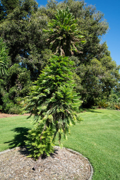 Wollemi pine or wollemia nobilis a critically endangered coniferous tree in Adelaide botanic gardens SA Australia - Photo, Image