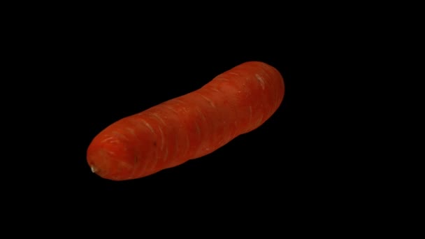 Rendering realistico di una carota rotante su sfondo nero. Il video è perfettamente in loop, e l'oggetto viene scansionato in 3D da una vera carota
. - Filmati, video
