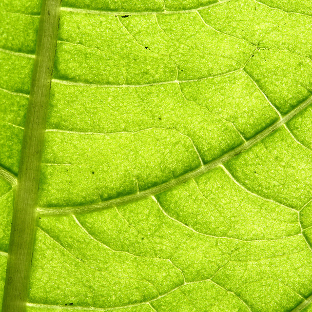 green leaf vein - Фото, зображення
