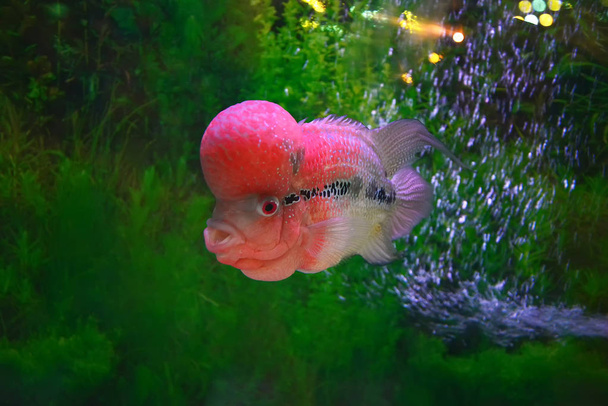 crossbreed sügér hal / színes vörös sügér kisállat hal férfi gyönyörű hal louhan Cichlidae - flowerhorn úszás hal tartály víz alatti akvárium crossbreed - Fotó, kép