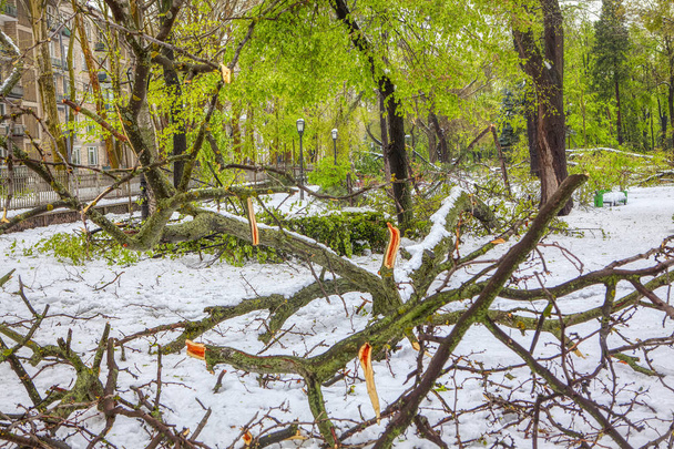 tempesta con neve e rami rotti nel parco primaverile
 - Foto, immagini